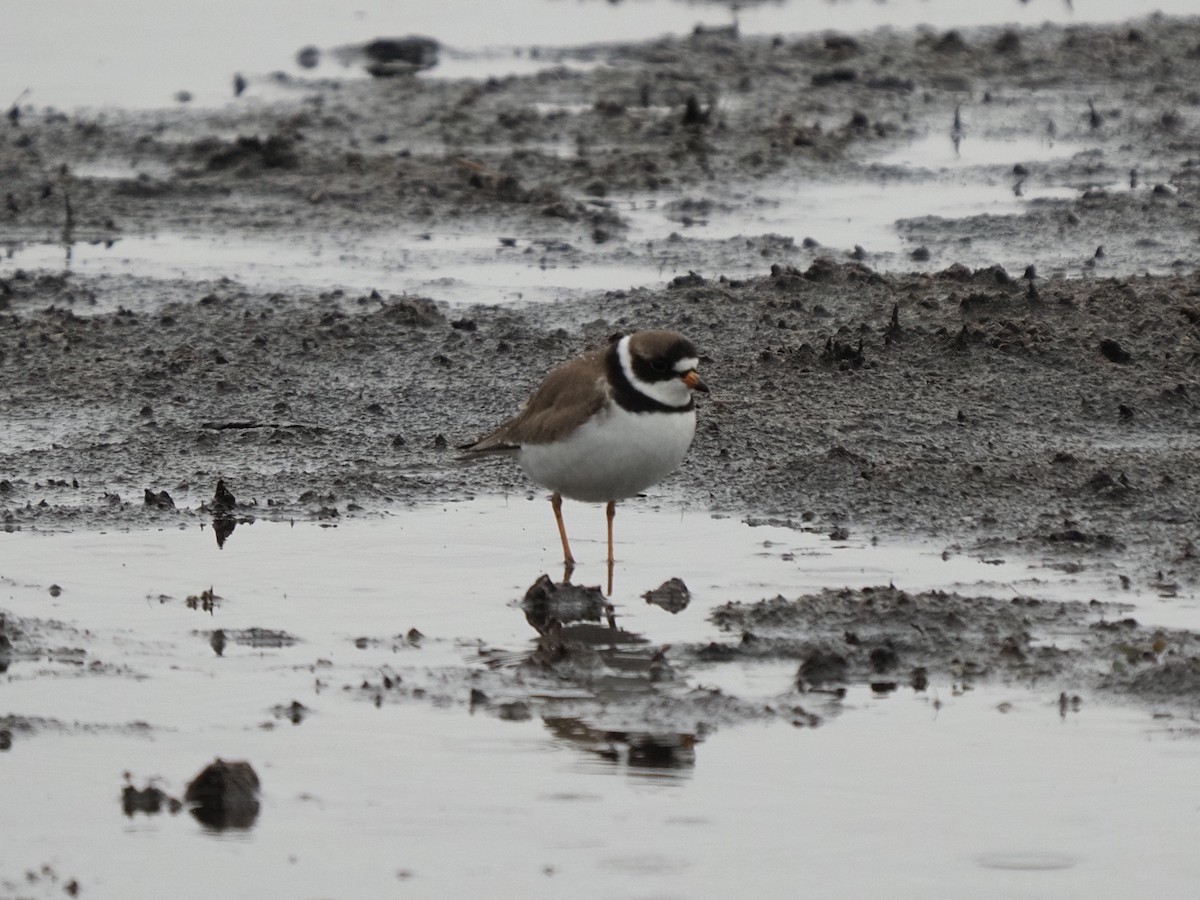 Semipalmated Plover - Sue Lentle