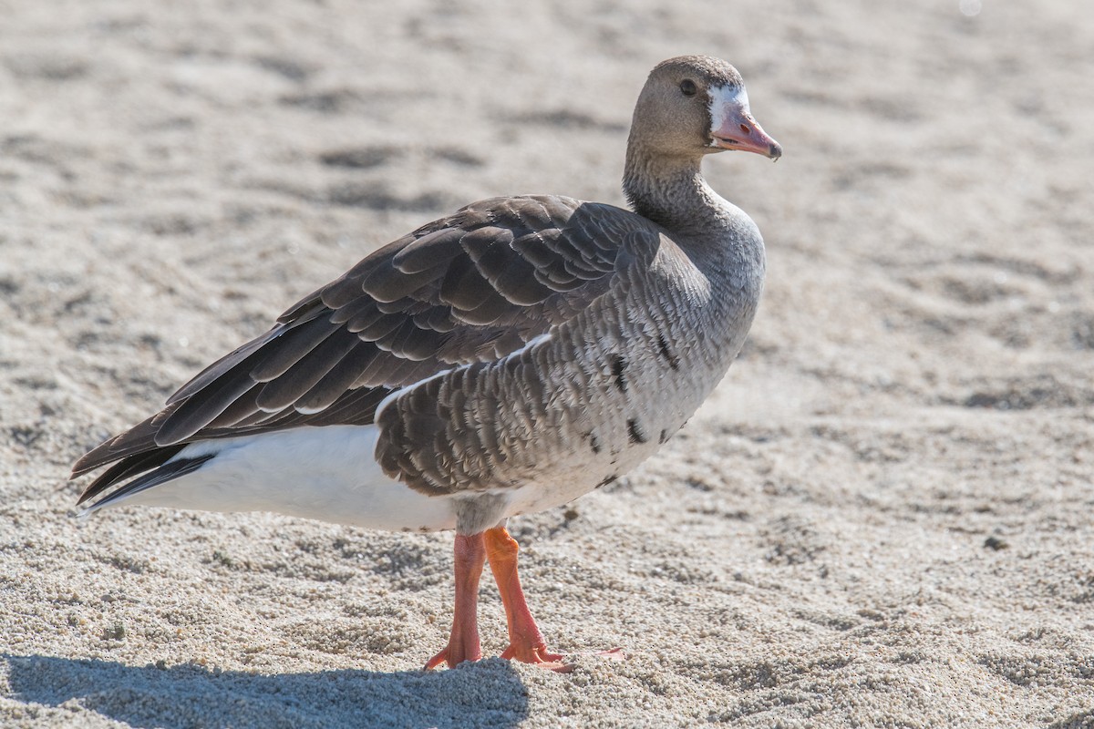 Greater White-fronted Goose - ML335377291