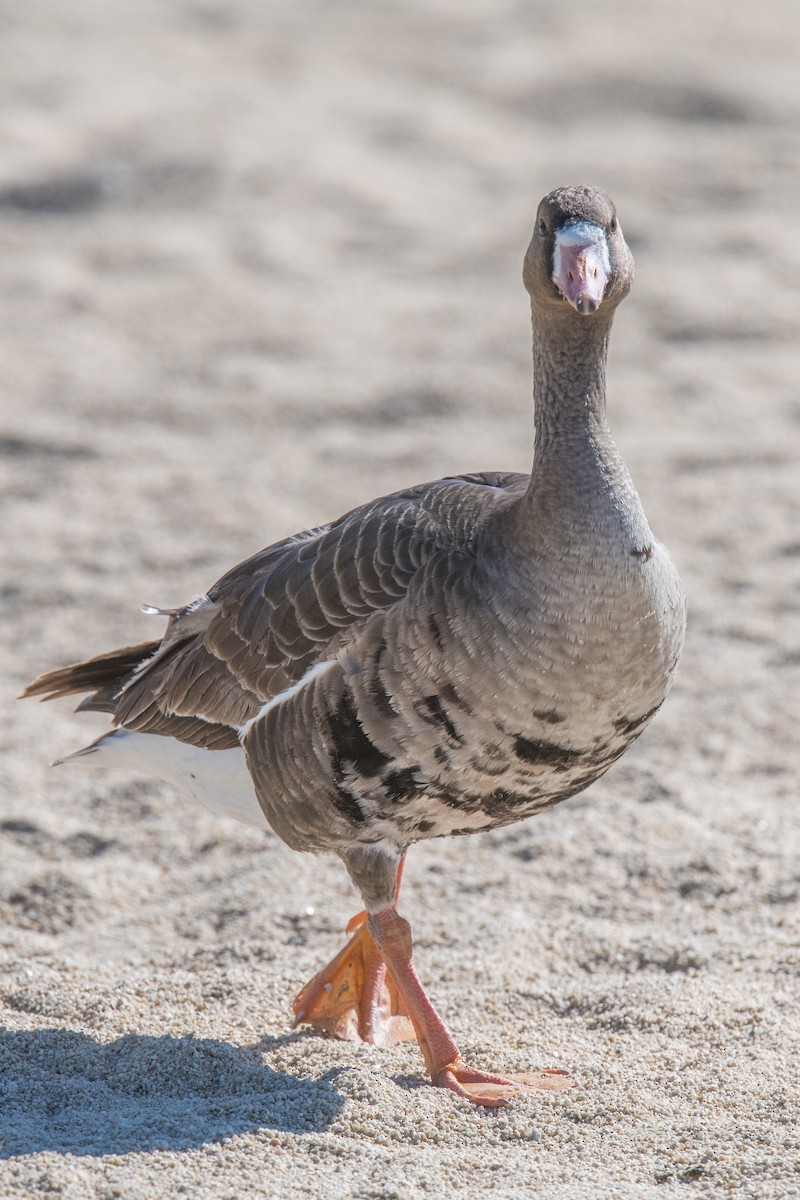 Greater White-fronted Goose - ML335377341