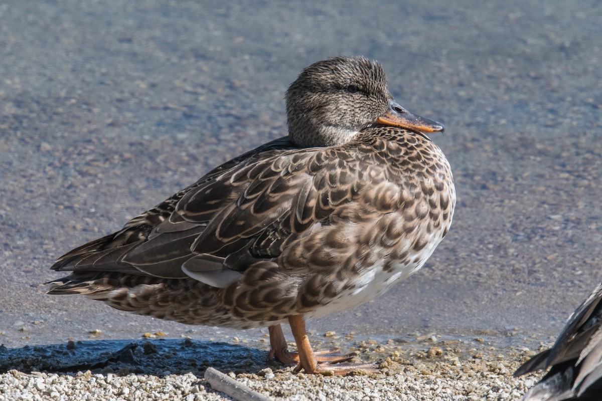 Gadwall - Jeff Bleam