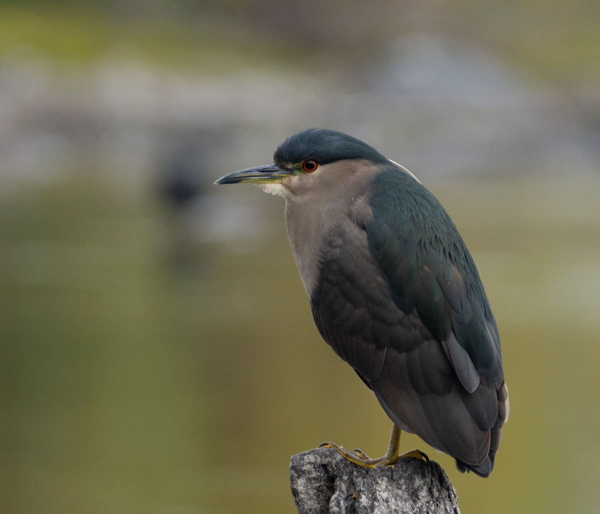 Black-crowned Night Heron - ML335377751