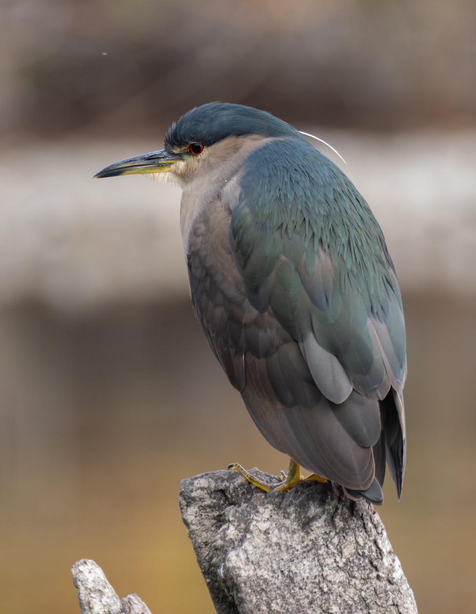 Black-crowned Night Heron - ML335377781