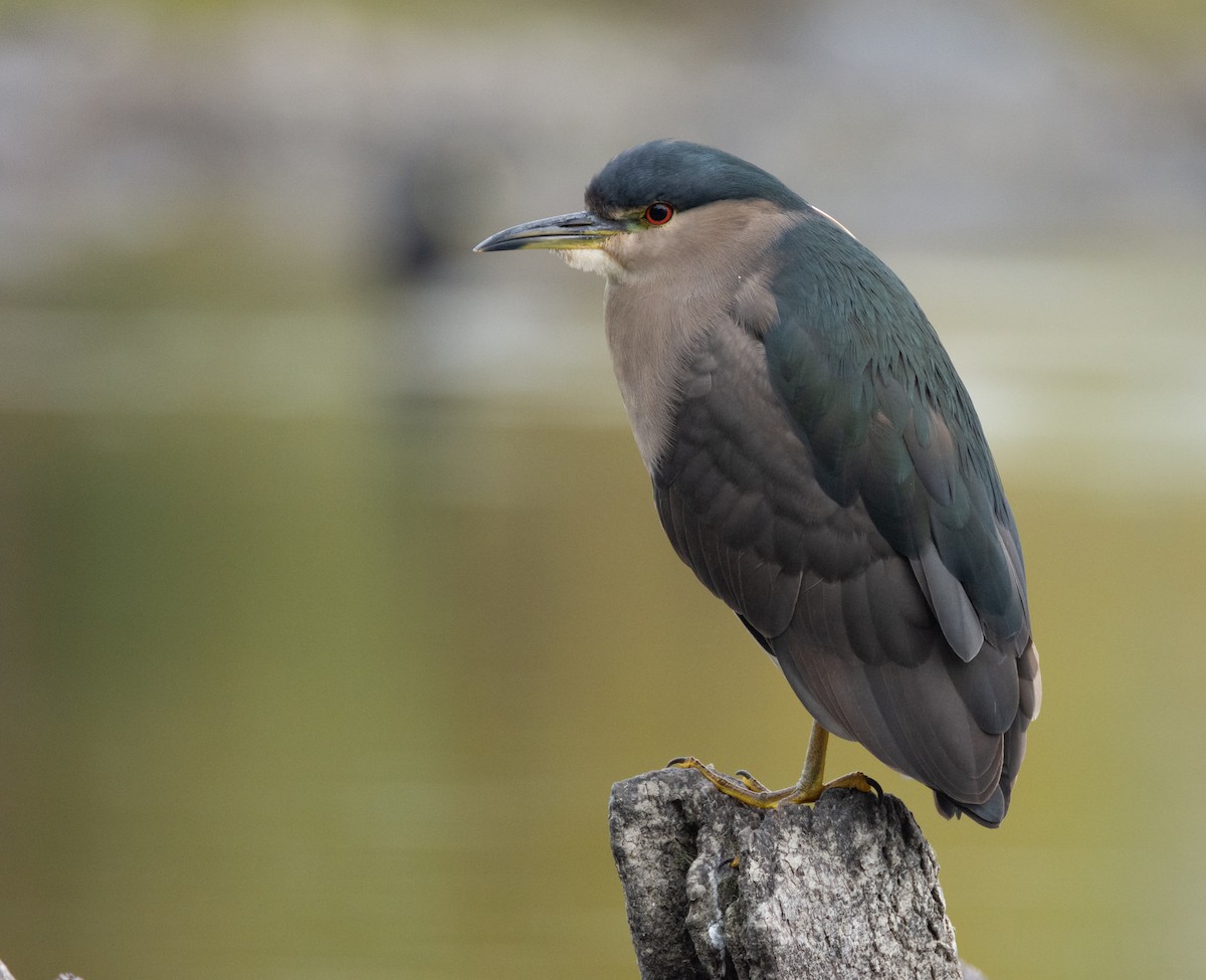 Black-crowned Night Heron - ML335377871