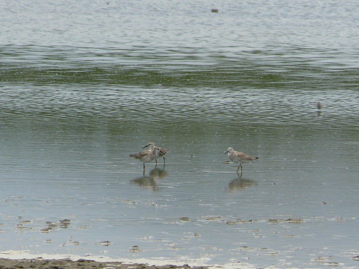 Red Knot - ML335380021