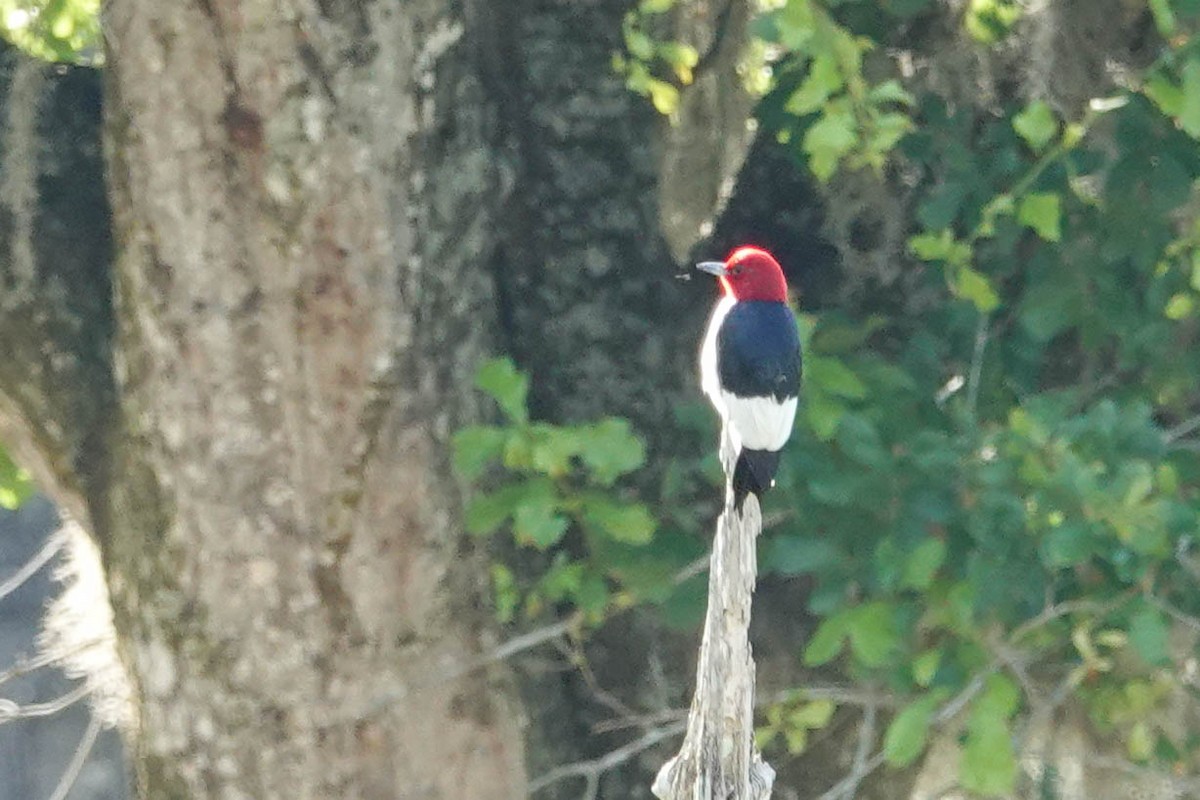Red-headed Woodpecker - ML335381751