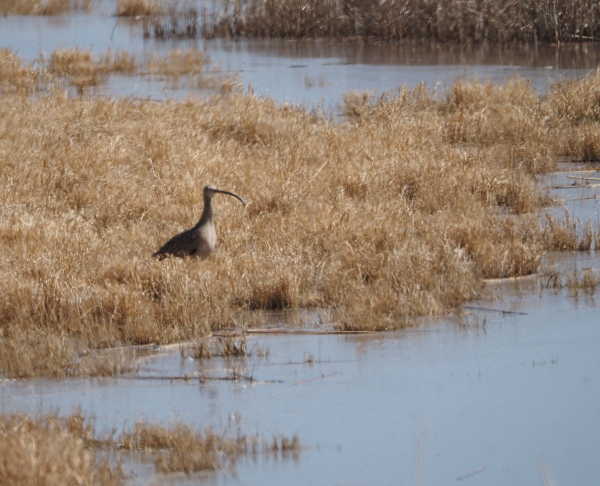 Long-billed Curlew - ML335383141