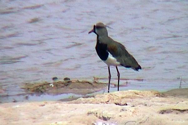 Southern Lapwing (lampronotus) - ML335383651