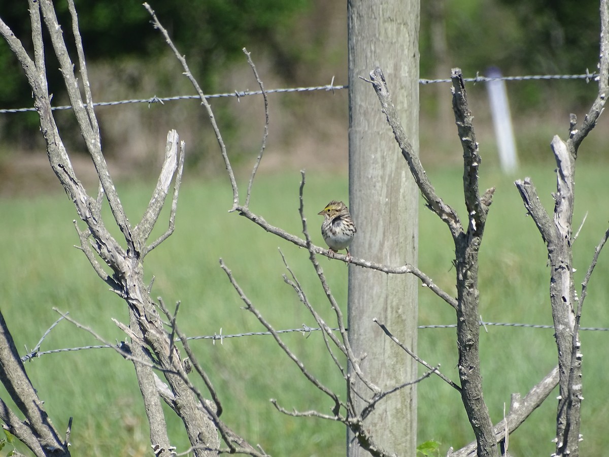 Savannah Sparrow - ML335385691