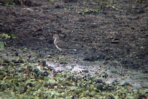 Pectoral Sandpiper - Josep del Hoyo