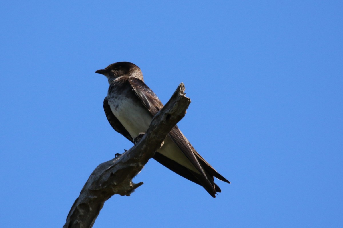 Golondrina Purpúrea - ML335386691