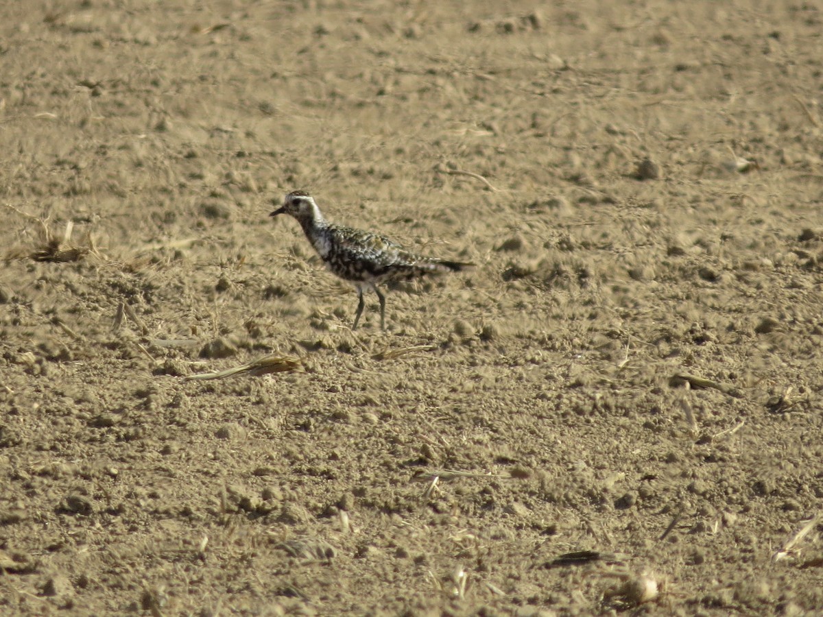 American Golden-Plover - deidre asbjorn