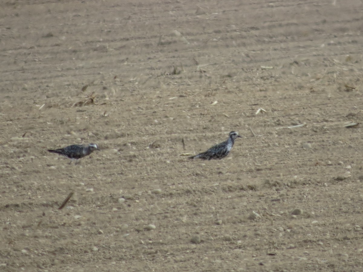 American Golden-Plover - ML33538731