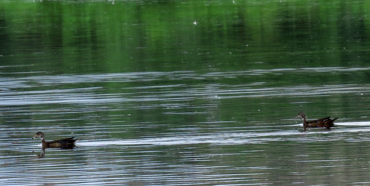 Wood Duck - ML33538841