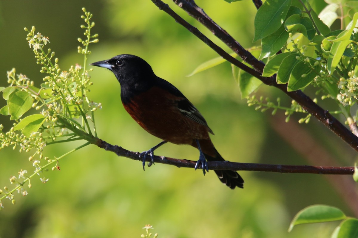Orchard Oriole - ML335389271