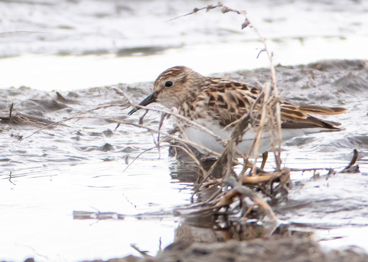Least Sandpiper - ML335389841