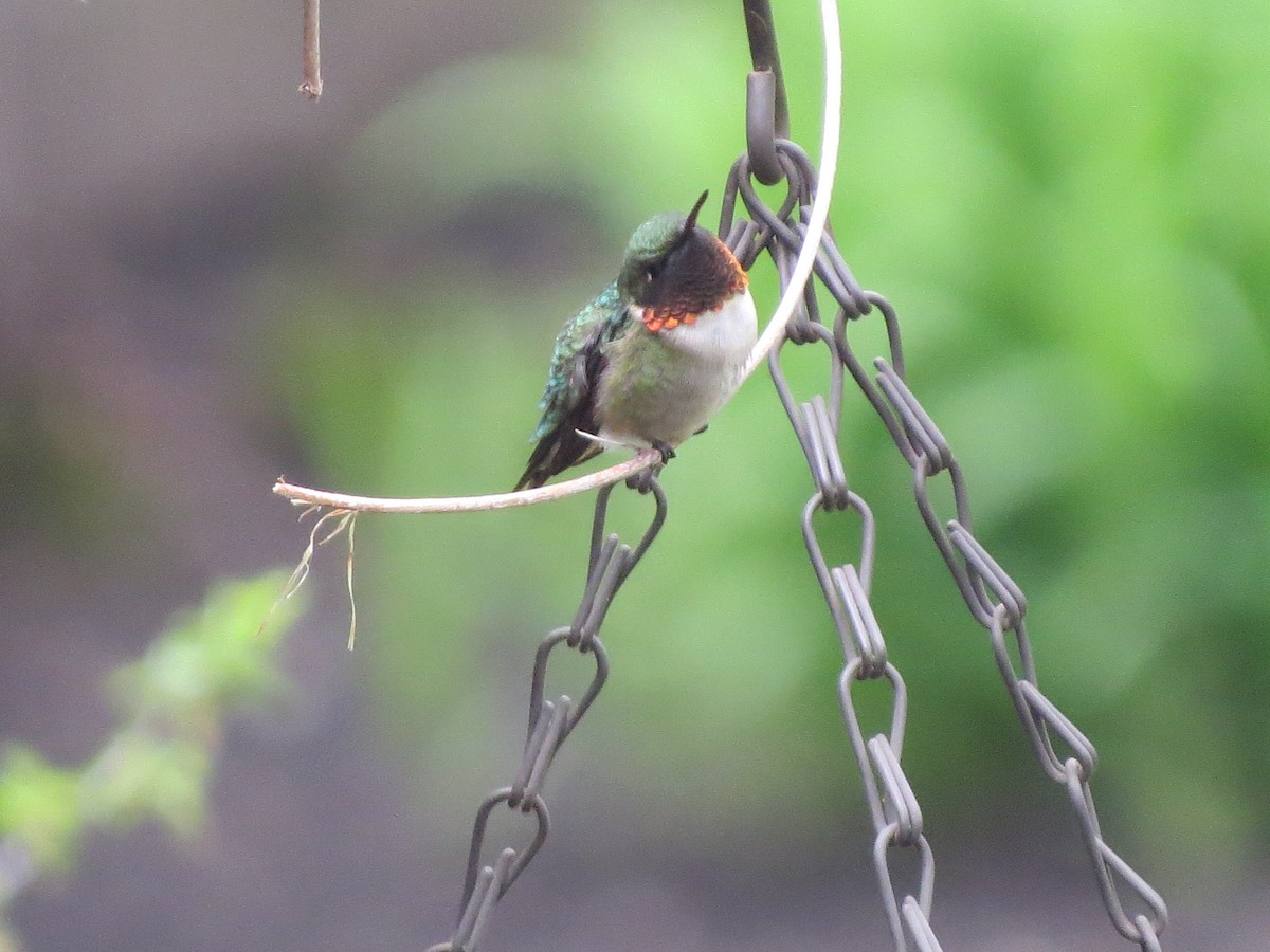 Ruby-throated Hummingbird - ML335389861