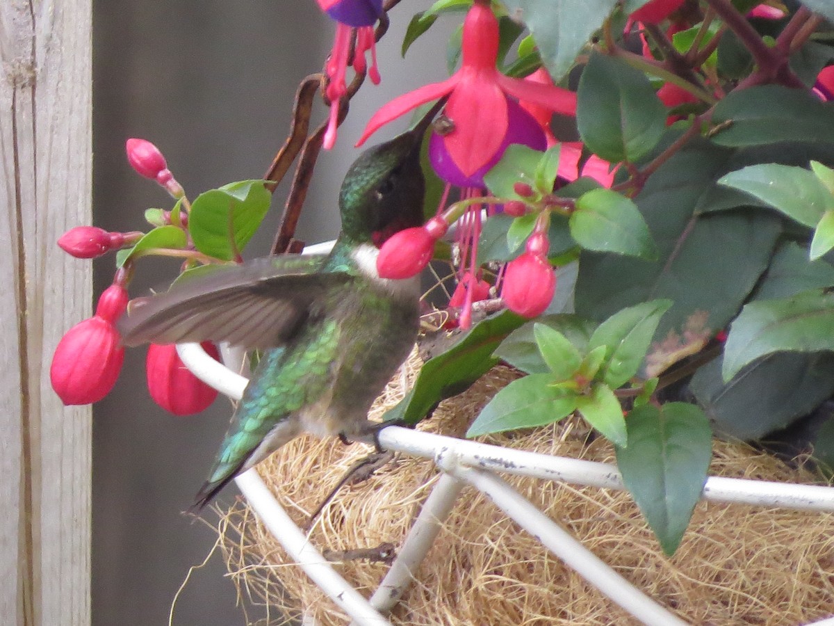 Ruby-throated Hummingbird - ML335389891