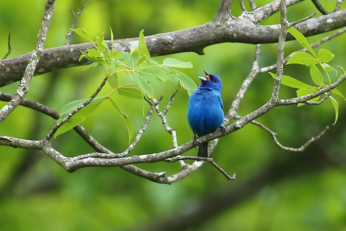 papežík indigový - ML335390601