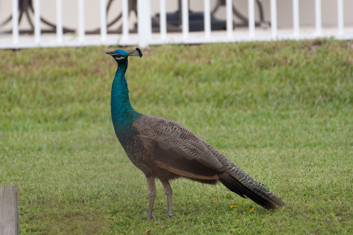 Indian Peafowl - ML335390791