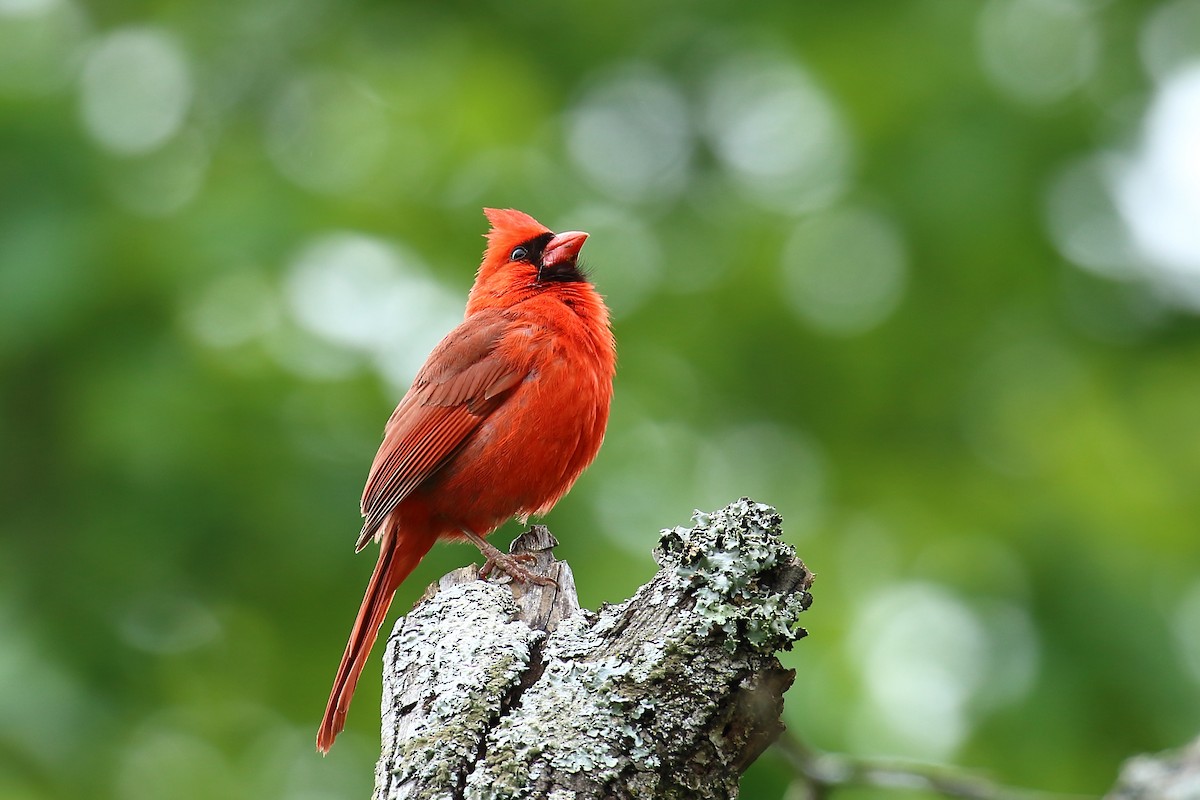 kardinál červený - ML335390891