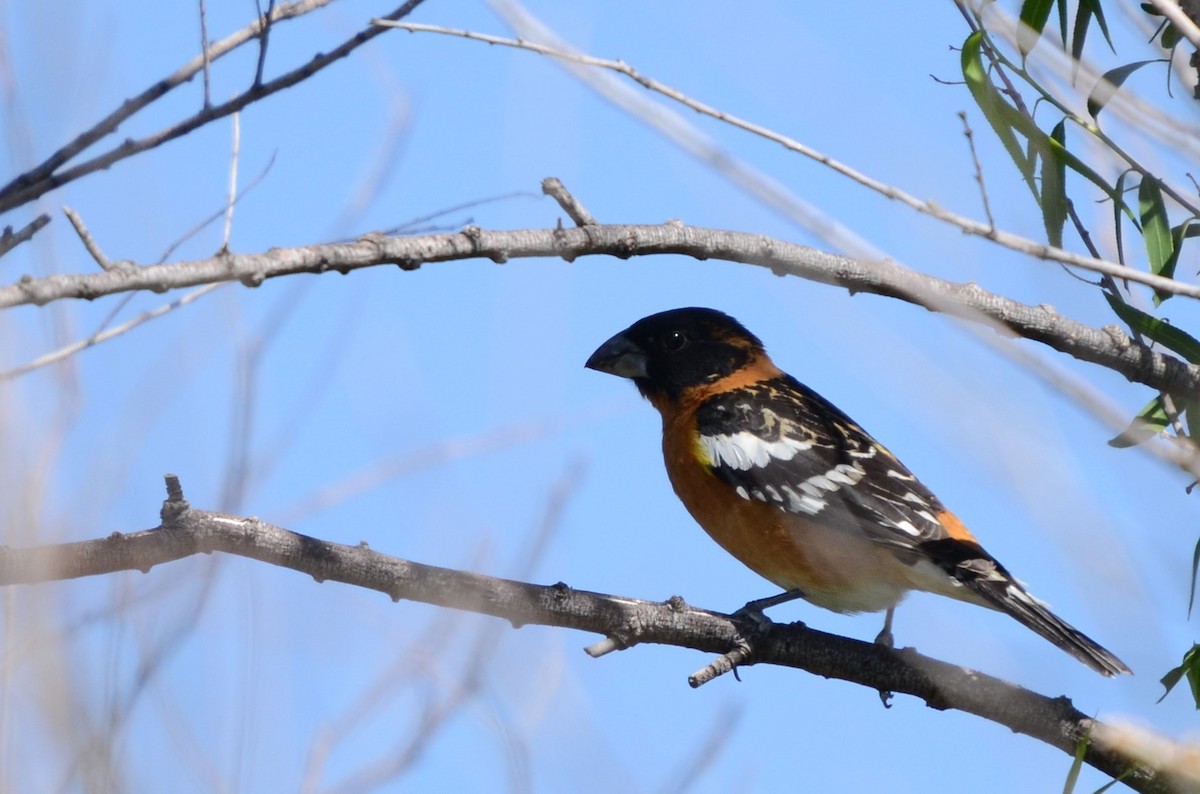Black-headed Grosbeak - ML335393961