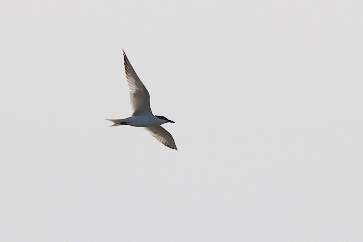 Gull-billed Tern - Baxter Beamer