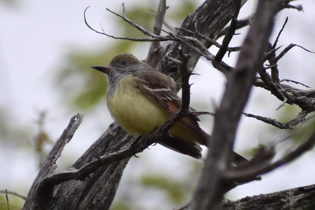 Great Crested Flycatcher - ML335394451