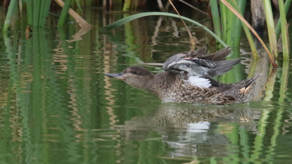 Green-winged Teal - ML33539811