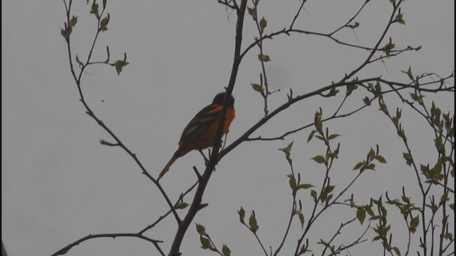 Baltimore Oriole - ML335398401