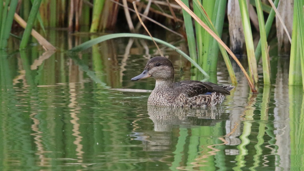 Green-winged Teal - Daniel Jauvin