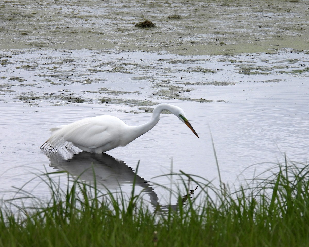 Great Egret - ML335400061