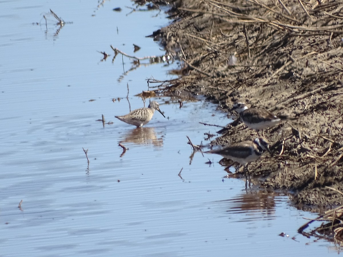 Stilt Sandpiper - ML33540011
