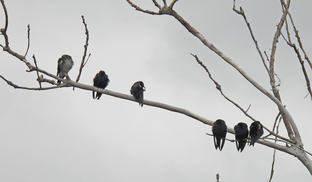 Tree Swallow - ML335400241