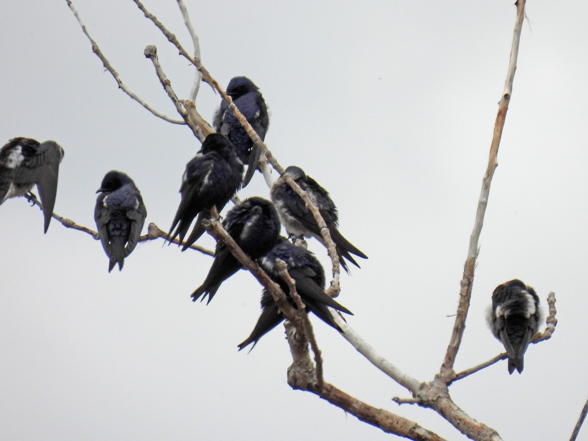 Tree Swallow - ML335400381