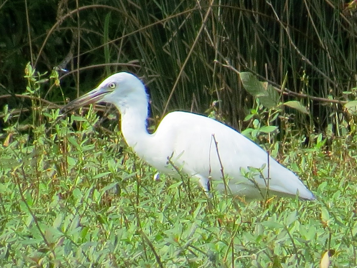 Little Blue Heron - ML33540161