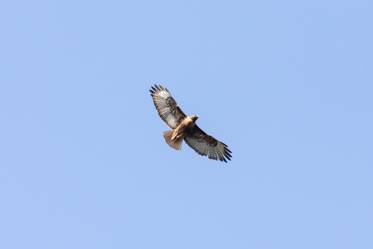 Red-tailed Hawk - ML335401921