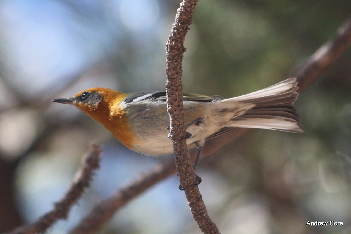 Olive Warbler - Andrew Core