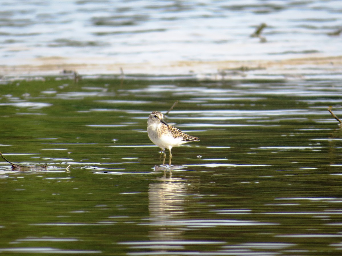 Least Sandpiper - ML33540341