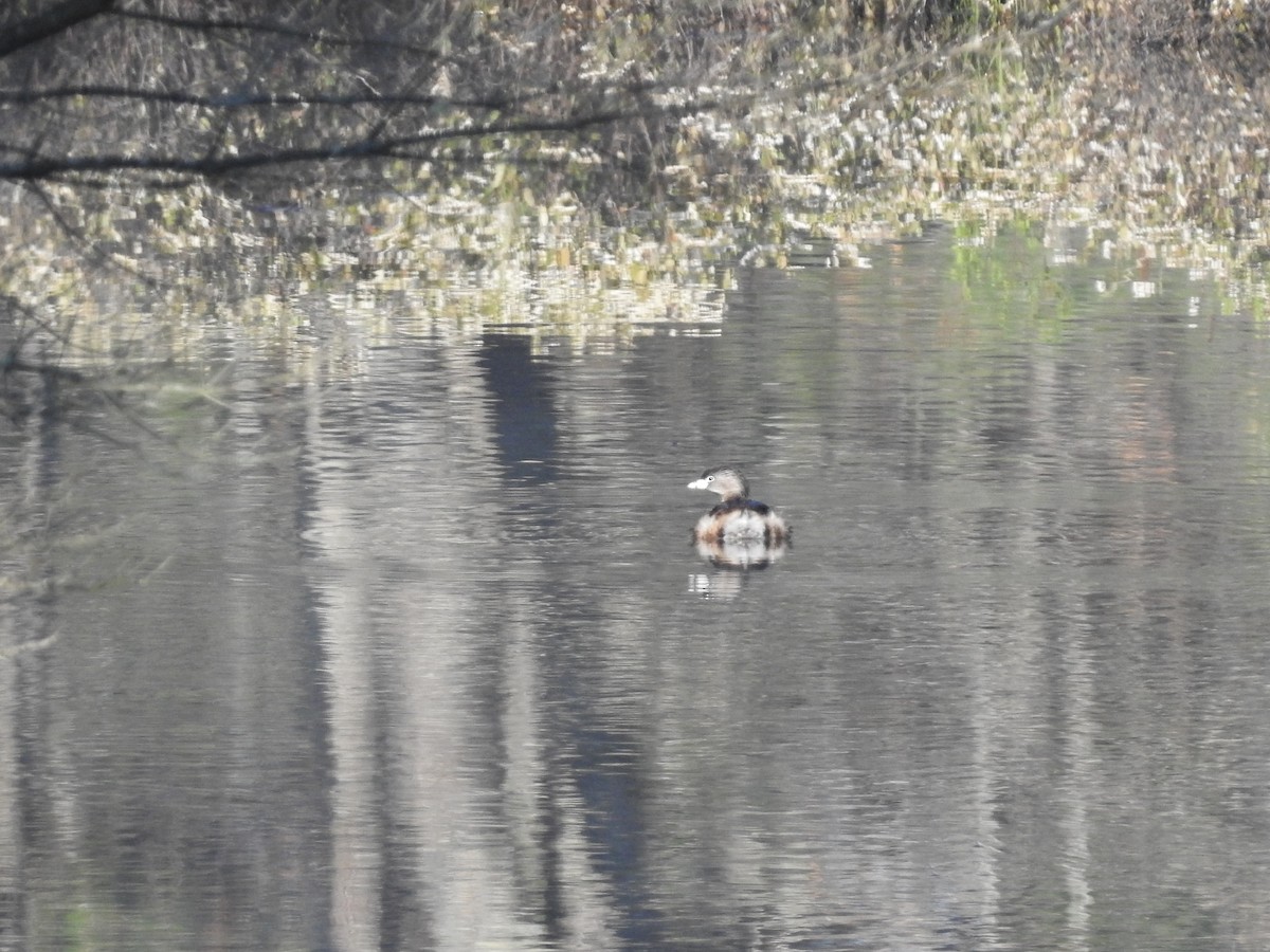 Pied-billed Grebe - Charlie Likely