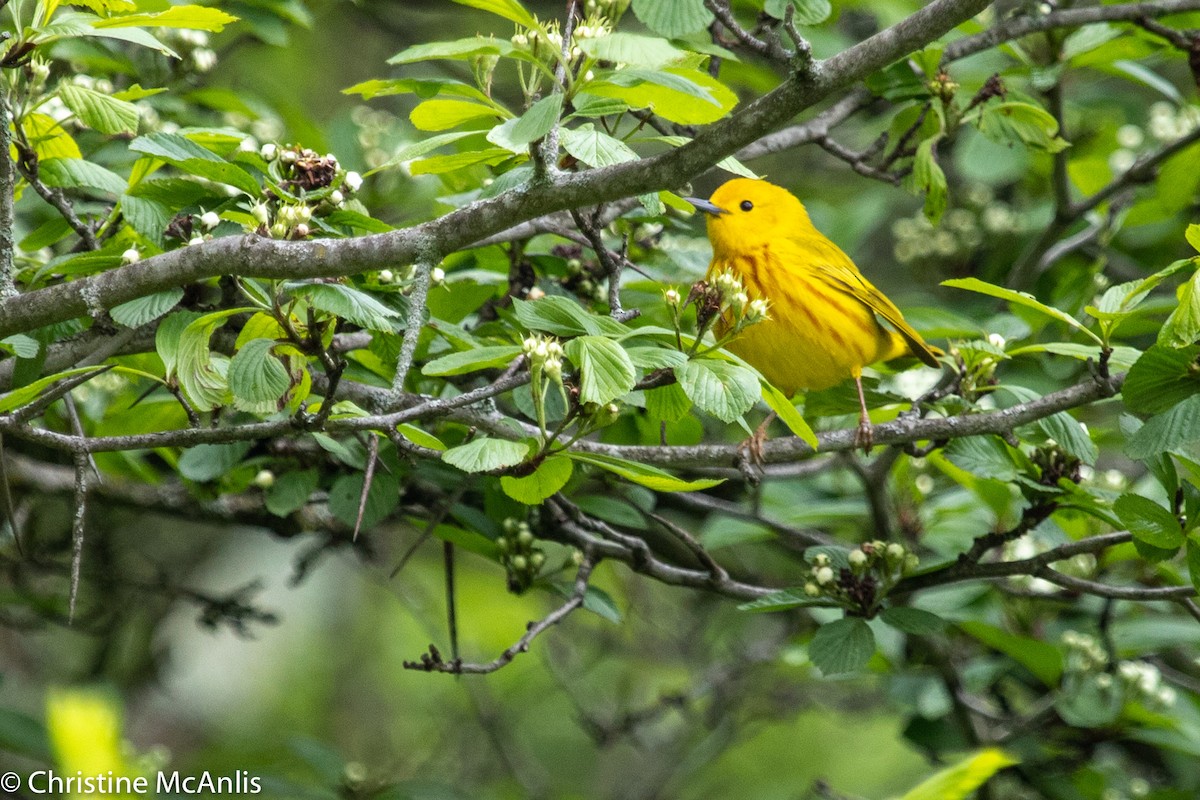 Yellow Warbler - Christine McAnlis