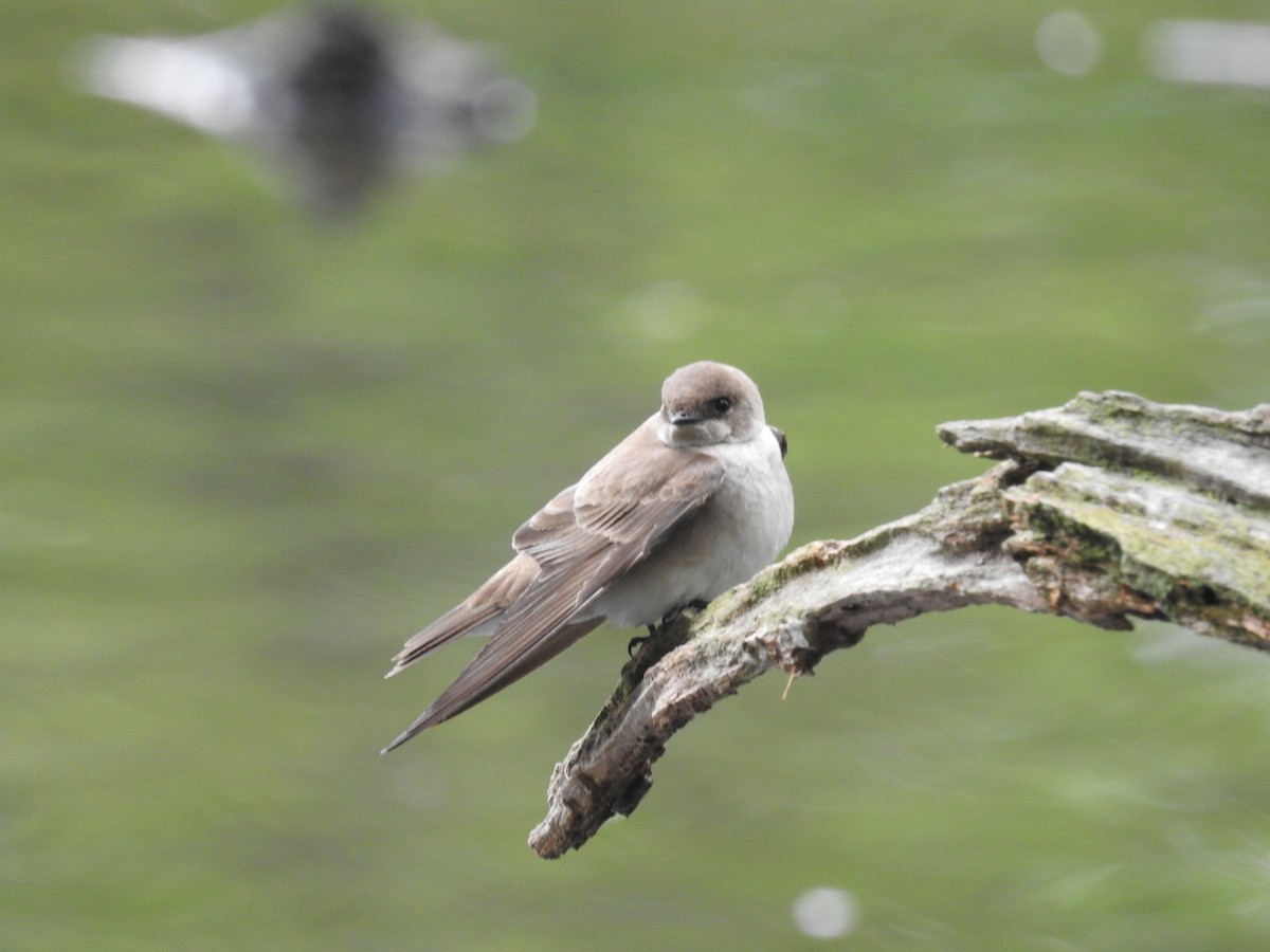 Northern Rough-winged Swallow - ML335411201