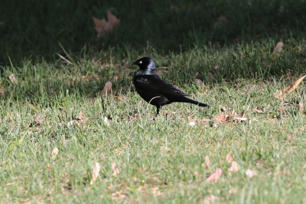 Brewer's Blackbird - ML335412381