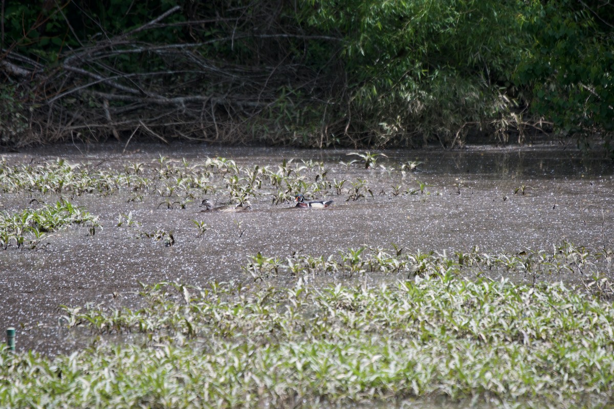 Wood Duck - ML335414191