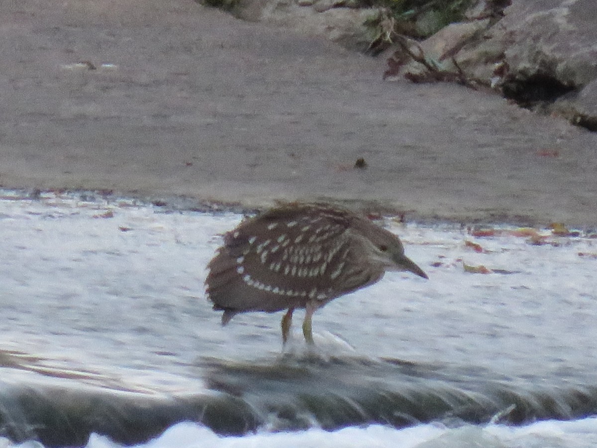 Black-crowned Night Heron - ML33541531