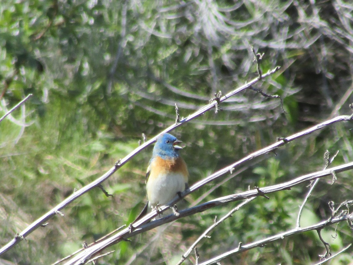 Lazuli Bunting - ML335415831