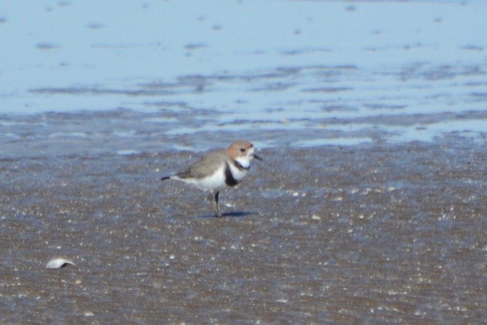 Two-banded Plover - ML33541591