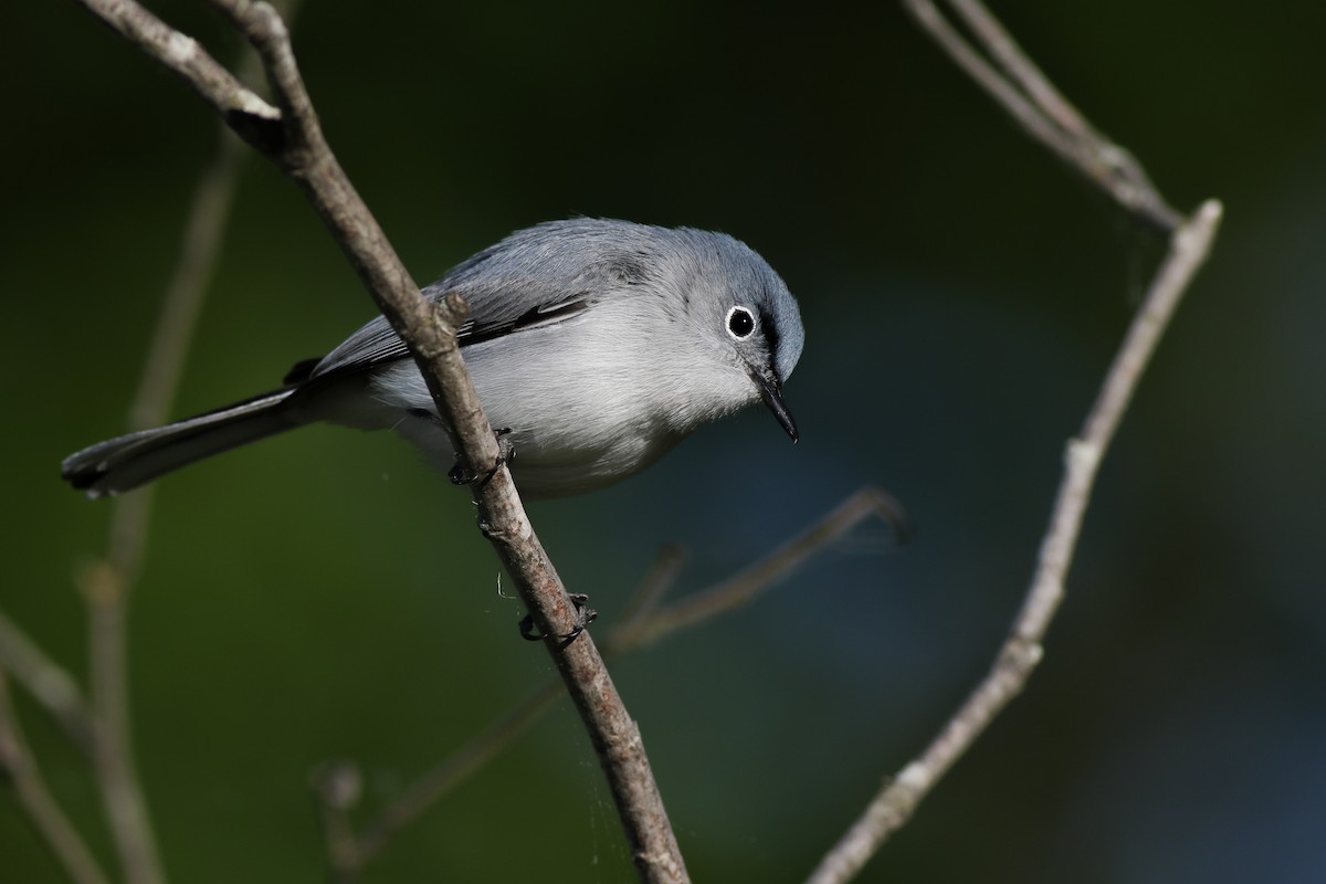 Blue-gray Gnatcatcher - Baxter Beamer