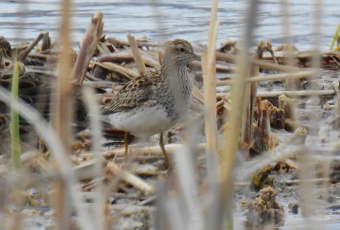 Pectoral Sandpiper - ML335418671