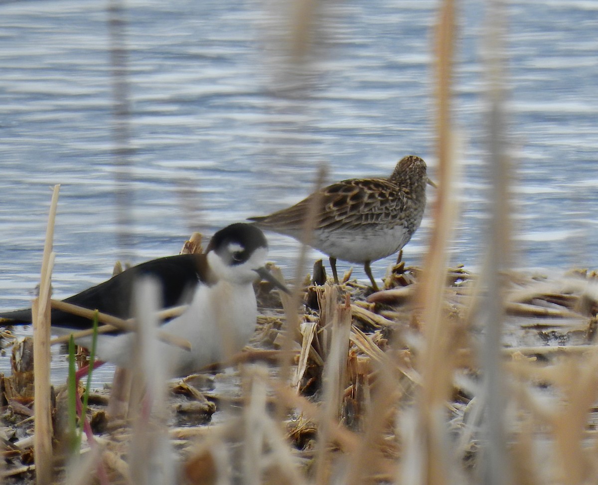 Pectoral Sandpiper - ML335418691