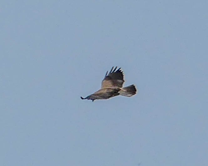 Swainson's Hawk - ML335419171